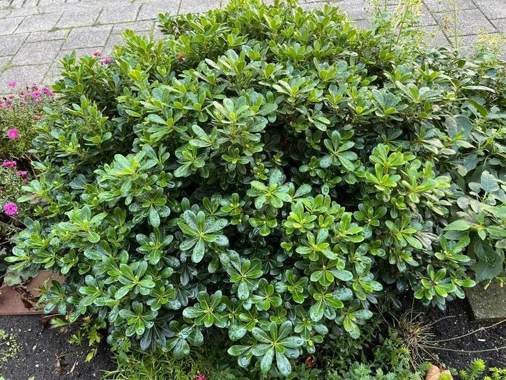Australische Laurier groen blijvend, Tuin en Terras, Planten | Struiken en Hagen, Struik, Laurier, Minder dan 100 cm, Ophalen of Verzenden
