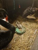 Zwarte zwaan kuikens  3 stuks  van 22 11 2025, Dieren en Toebehoren, Pluimvee