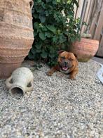 Klimhortensia (witte bloem), Ophalen