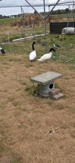 Zwarthals zwaan, Dieren en Toebehoren, Meerdere dieren, Overige soorten