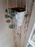 Bont lantaarnplantje in macramehanger, Huis en Inrichting, Kamerplanten, Ophalen, Overige soorten, Minder dan 100 cm
