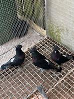 Takla duiven resasi korte snavel, Dieren en Toebehoren, Vogels | Duiven, Meerdere dieren