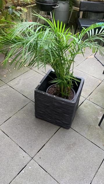 Zwarte grote plantenbak vierkant Cabi rib Intratuin beschikbaar voor biedingen