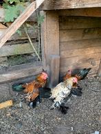 Sabelpootkriel (hanen), Dieren en Toebehoren, Pluimvee, Mannelijk, Kip