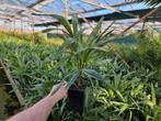 Trachycarpus wagnerianus X fortunei, Halfschaduw, Ophalen of Verzenden, Overige soorten