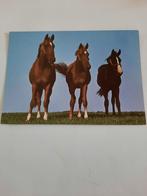 paard paarden kaart Poppverlag, Ophalen, 1980 tot heden, Ongelopen, Paard
