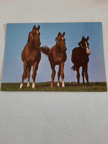 paard paarden kaart Poppverlag beschikbaar voor biedingen
