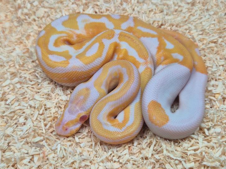 Python regius albino piebald vrouw