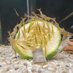 Caridina gracilirostris, Dieren en Toebehoren, Vissen | Aquariumvissen, Vis