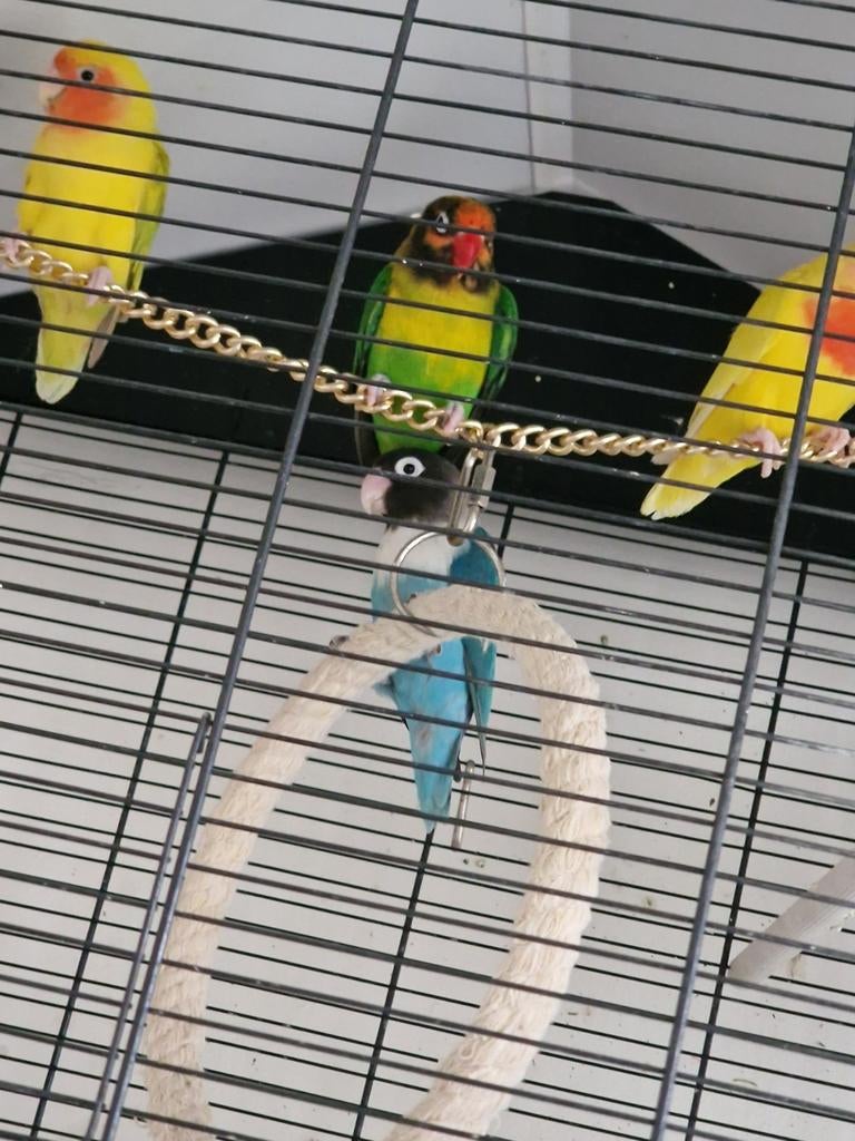 Fisheri & personata mutaties, vruchtbaar, jongen aanwezig., Meerdere dieren, Dwergpapegaai of Agapornis