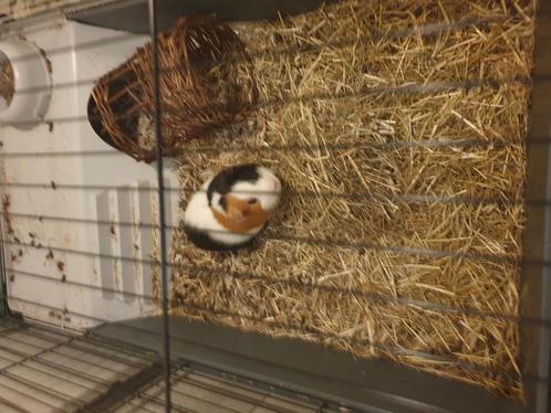 2 lieve cavias zoeken een nieuw huisje, Dieren en Toebehoren, Knaagdieren, Meerdere dieren, Cavia, Na 1 juli 2024, Tam