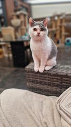 Britste korthaar kittens, Dieren en Toebehoren, Katten en Kittens | Raskatten | Korthaar, Kater, Gechipt, 0 tot 2 jaar