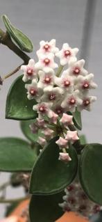 Hoya nummularioides🌱✂️, Bloeiende kamerplant, Ophalen of Verzenden, Halfschaduw, Minder dan 100 cm