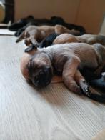 Pups! Staff Malinois (Mechelse Herder x American Stafford), Dieren en Toebehoren, Honden | Niet-rashonden, 8 tot 15 weken, Meerdere
