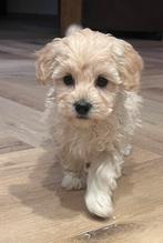 Schitterende Maltipoo pups, Parvo, Maltezer, 8 tot 15 weken, Meerdere