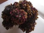 droogbloemen hortensia,s, Ophalen, Nieuw