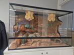 Terrarium, Dieren en Toebehoren, Reptielen en Amfibieën | Toebehoren, Ophalen, Zo goed als nieuw, Terrarium of Paludarium