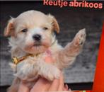 Maltipoo pups bij interesse direct beschikbaar, Dieren en Toebehoren, Honden | Niet-rashonden, 8 tot 15 weken, Buitenland, Parvo