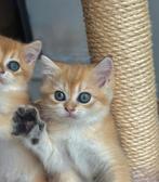 Brits korthaar kittens golden shell poesje katertje krabpaal, Dieren en Toebehoren, Katten en Kittens | Raskatten | Korthaar, Meerdere dieren