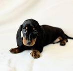 Teckel pups, Parvo, Nederland, 8 tot 15 weken, Korthaar