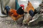 broedeieren van Vorwerk kippen, Dieren en Toebehoren, Pluimvee, Geslacht onbekend, Kip