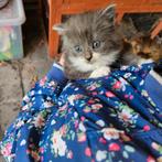 Lieve speelse kittens beschikbaar. Lang-en korthaar!