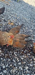Hollandse krielkip haan geelpatrijs, Dieren en Toebehoren, Mannelijk, Kip