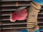 Rose kaketoe, Dieren en Toebehoren, Vogels | Parkieten en Papegaaien, Mannelijk, Papegaai, Tam