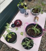GRATIS stekjes citroenplant en chlorophytum, Huis en Inrichting, Kamerplanten, Ophalen, Overige soorten, Minder dan 100 cm
