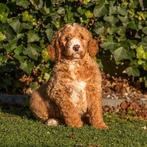 Goldendoodle multigen pups, Dieren en Toebehoren, Honden | Retrievers, Spaniëls en Waterhonden, Overige rassen, CDV (hondenziekte)