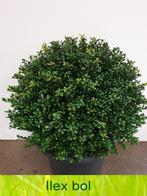 Ilex bollen 20 tot 110 cm! Buxus bollen vervanger!, Ophalen, Hulst, Struik, Minder dan 100 cm