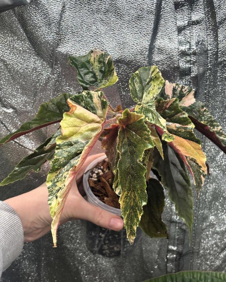 Begonia Ginny Galaxy Variegated, Huis en Inrichting, Kamerplanten, Minder dan 100 cm, Halfschaduw, Ophalen of Verzenden