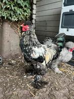 3 hanen beschikbaar zijdehoender, Dieren en Toebehoren, Pluimvee, Mannelijk, Kip