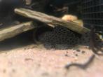 L264 Leporacanthicus joselimai, Dieren en Toebehoren, Vis