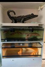 Stevig terrariummeubel met 2 terrariums, Ophalen, Gebruikt