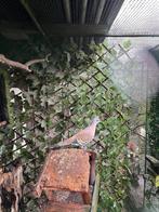 Australische kuifduif, Dieren en Toebehoren, Vogels | Duiven, Mannelijk