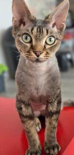 Devon Rex katerjte  Beschikbaar, Kater, Gechipt, 0 tot 2 jaar