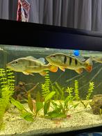 monoculus cichla., Dieren en Toebehoren, Vis