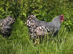 Amrock kippen groot | Rustige kip | Deskundig advies!, Dieren en Toebehoren, Pluimvee, Kip, Meerdere dieren