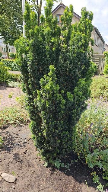 GRATIS! Prachtige taxus van 2 m 10! beschikbaar voor biedingen