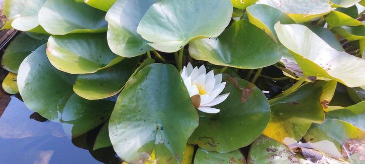 XXL Waterlelie WIT, Tuin en Terras, Vijvers, Gebruikt, Ophalen