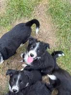 Lieve bordercollie pups zoeken een gouden mandje, Dieren en Toebehoren, Honden | Herdershonden en Veedrijvers, Rabiës (hondsdolheid)