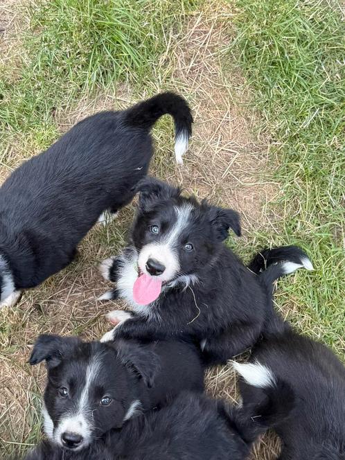 Lieve bordercollie pups zoeken een gouden mandje, Dieren en Toebehoren, Honden | Herdershonden en Veedrijvers, Meerdere dieren
