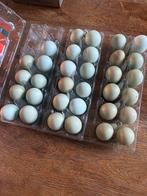 Mooie lichtgroen/blauwe broedeieren raszuiver Araucana, Geslacht onbekend, Kip