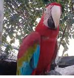 Groenvleugel ara man, Dieren en Toebehoren, Vogels | Parkieten en Papegaaien, Mannelijk, Papegaai, Pratend