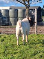 Div boergeiten met maanvlekken en boerbok te koop, Dieren en Toebehoren, Schapen, Geiten en Varkens, Meerdere dieren
