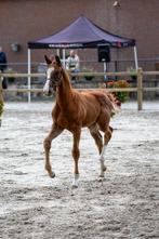 Veyron: Newport v. Toto jr. x Le Formidable, Dieren en Toebehoren, Paarden, Gechipt, Dressuurpaard, 0 tot 2 jaar, Hengst