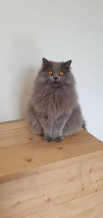 Britse langhaar, Dieren en Toebehoren, Katten en Kittens | Raskatten | Langhaar, Kater, Ontwormd, 6 jaar of ouder