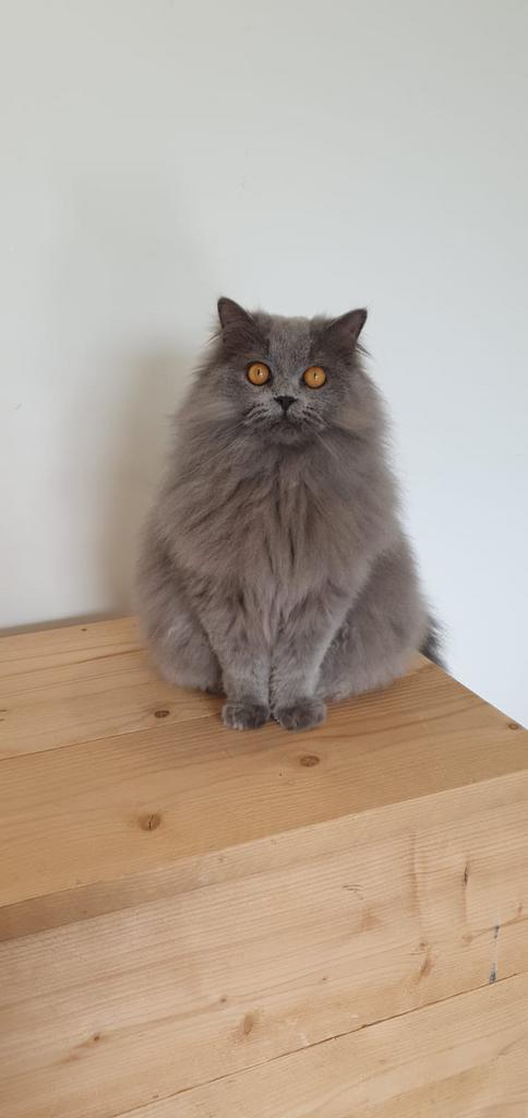 Britse langhaar, Dieren en Toebehoren, Katten en Kittens | Raskatten | Langhaar, Kater, 6 jaar of ouder, Ontwormd, Ingeënt