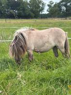 NSPS 1 jr merrie mini shetlandpony/shetlander Verkocht, Dieren en Toebehoren, Merrie